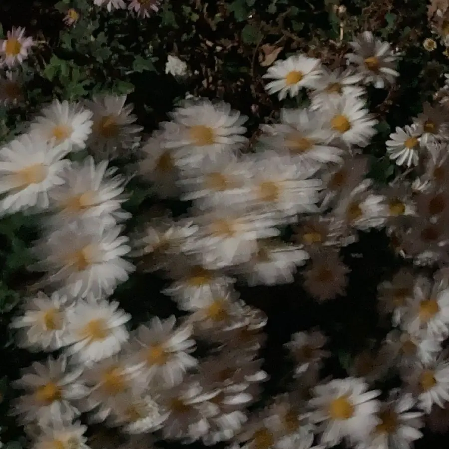 CoarseCumin9692의 어쩌다 받은 꽃다발