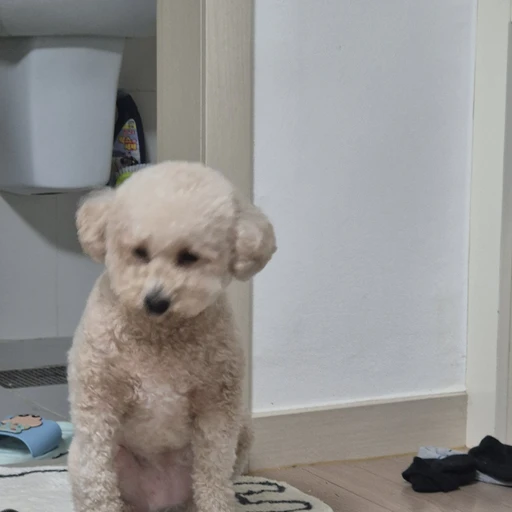 똥꼬