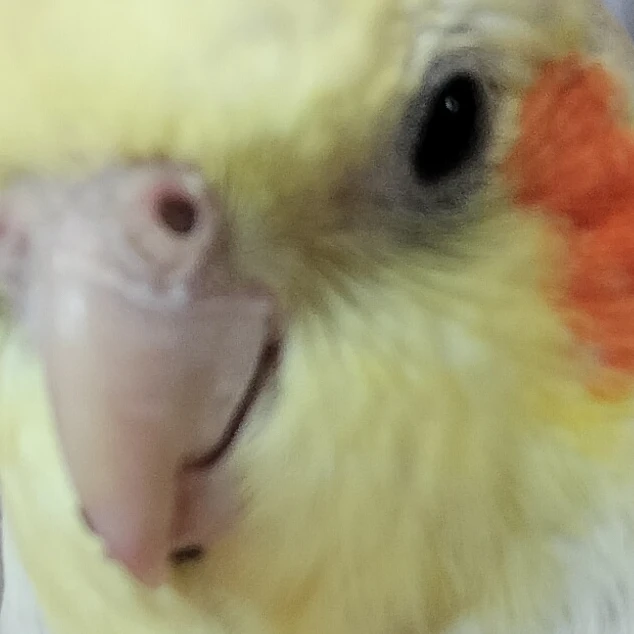ニョッキ