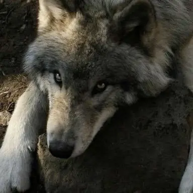 Profile image of Ron