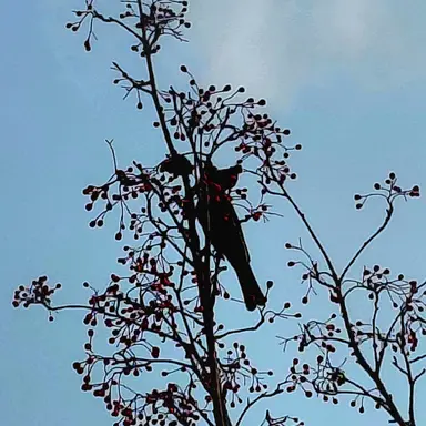 Profile image of 강지