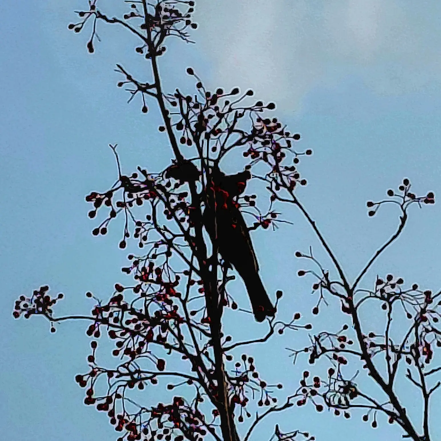 GlazedBirth1818의 스텔라이브