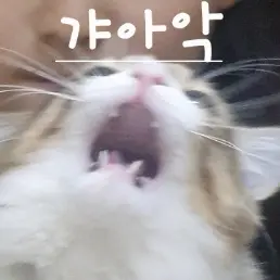 SoggyTotem0862의 (매운맛) 이뽀