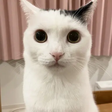 Profile image of 고죠 사토루