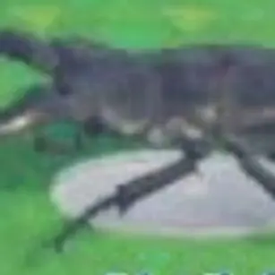 Profile image of 기라파톱사슴벌레