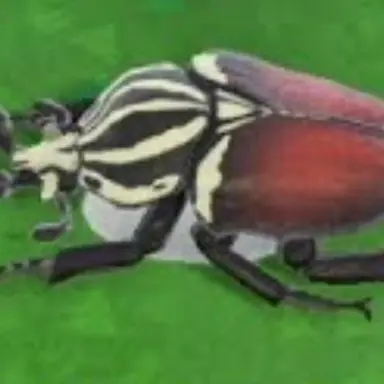 Profile image of 꽃무지