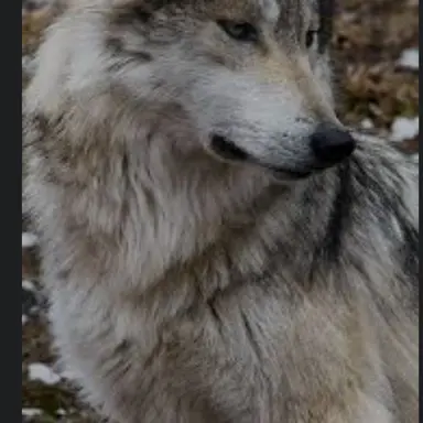 Profile image of 늑대