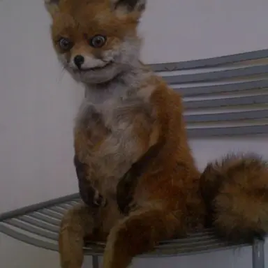 Profile image of 여우