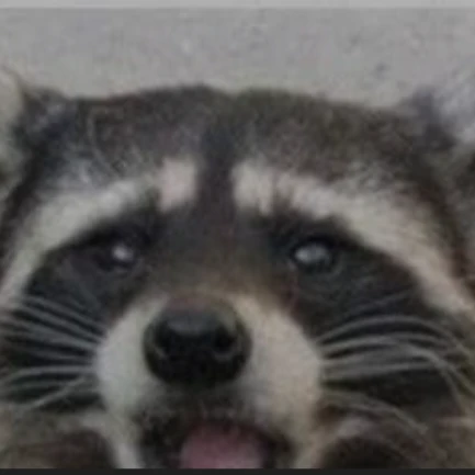 너구리