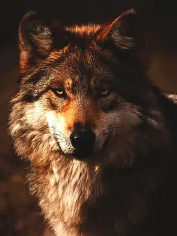 Profile image of Wilder Blackridge