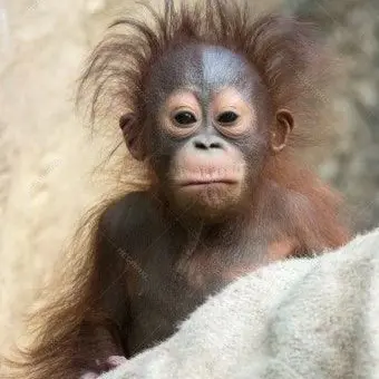 Profile image of 시나리 히카루