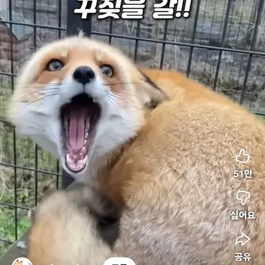 Profile image of 여우