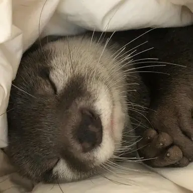 Profile image of ちゃに