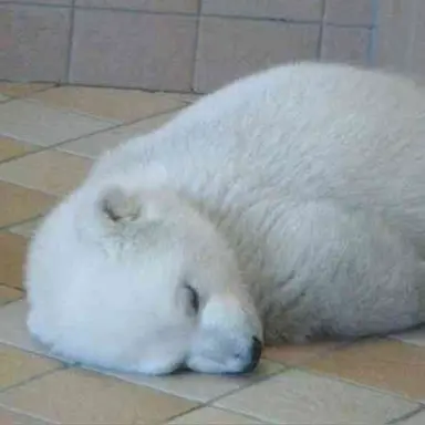 Profile image of はんそり