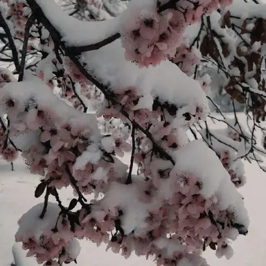 Profile image of 이설하