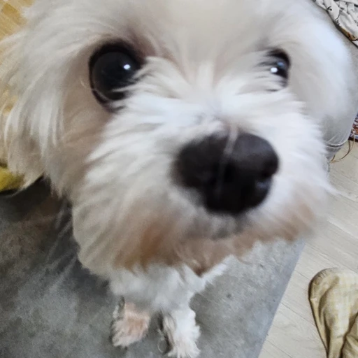 김연두 냥냥냥