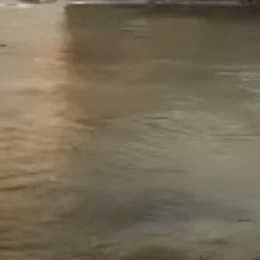 코아