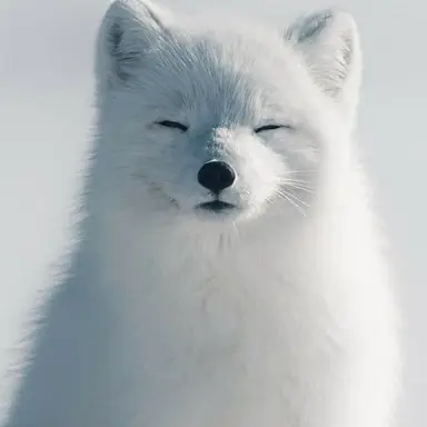 Profile image of 금성제