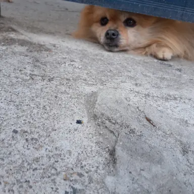 Profile image of 덕개