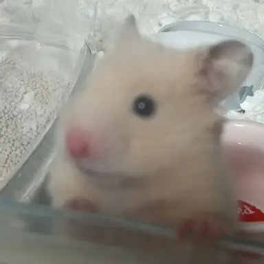 Profile image of 小熊まむ