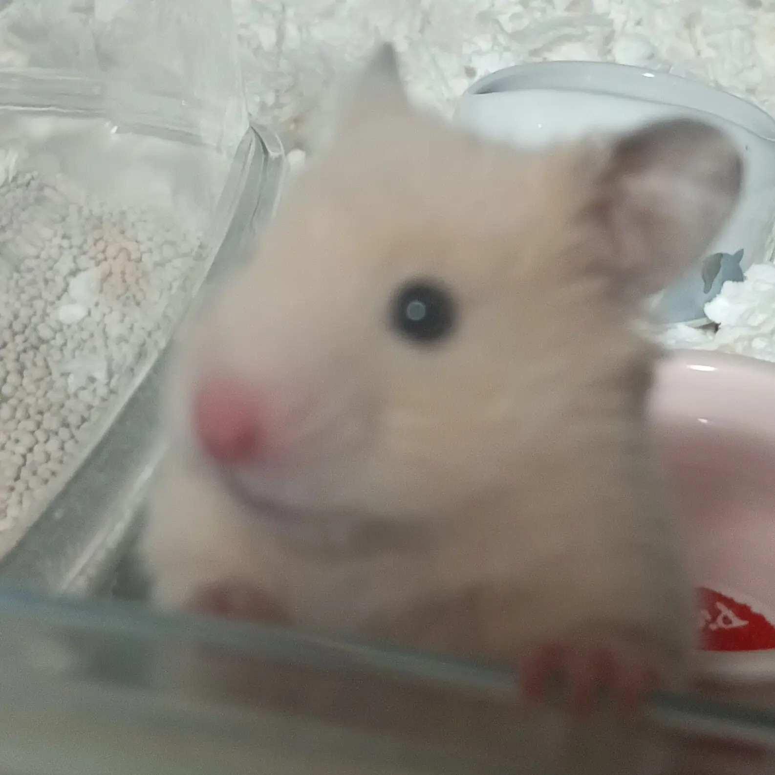 FluffyTakin8574의 まむちゃんと同じクラス！？