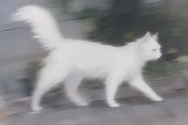 Profile image of 소바T