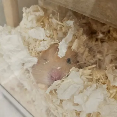 Profile image of 베일리