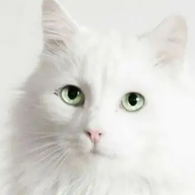 Profile image of 고양이