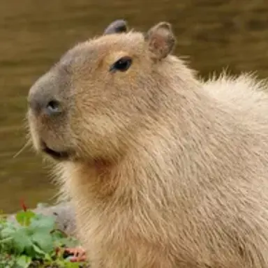 Profile image of 카피바라