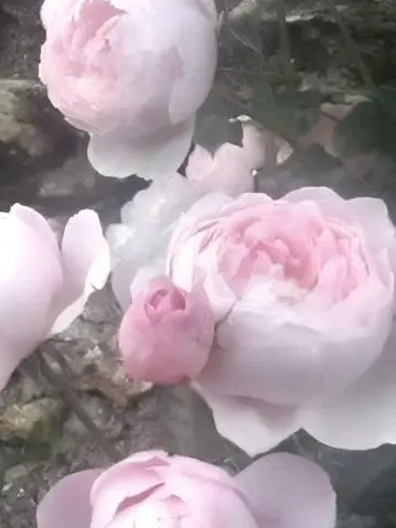 XoX....의 傷だらけの約束