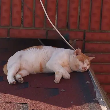 Profile image of 여우