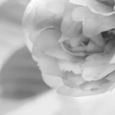 Profile image of 네네코 마시로