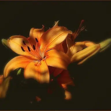 Profile image of 쪼만