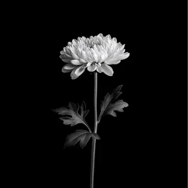 Profile image of 최강록