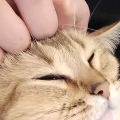 Profile image of 싸이코드