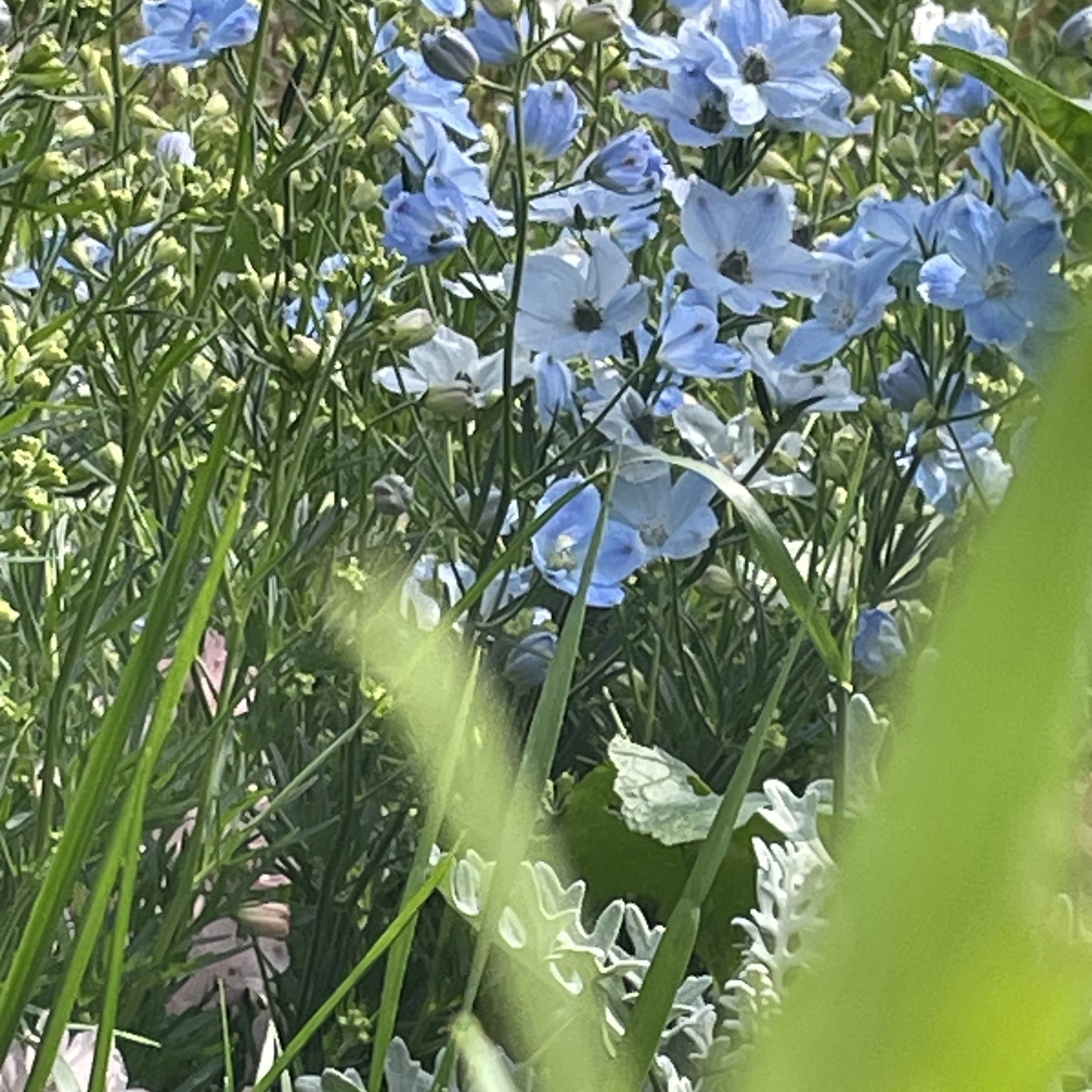 오시온