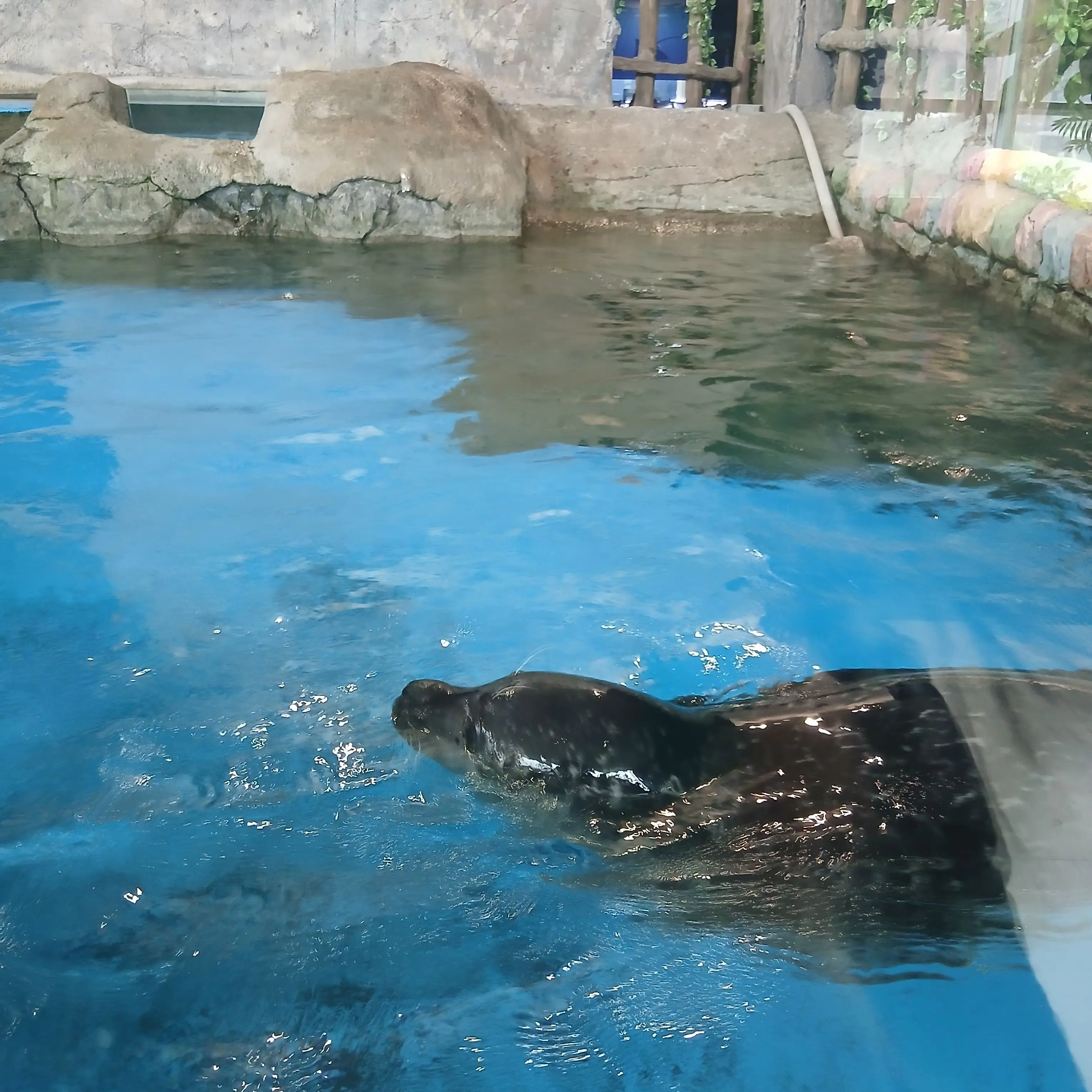 GruffTuna3598의 [포세이큰] 서울 수학여행! + 여우