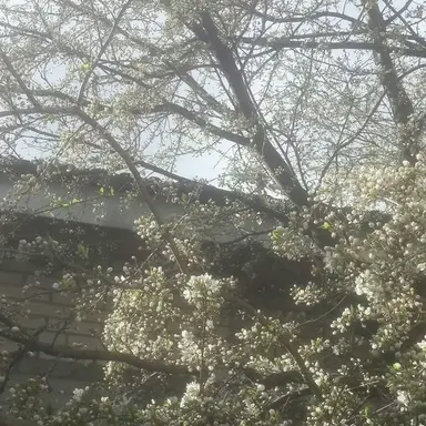 Profile image of 中原中也