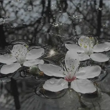 Profile image of 카쿠