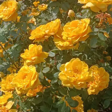 Profile image of 상디