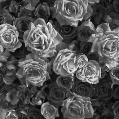 Profile image of 칼리파