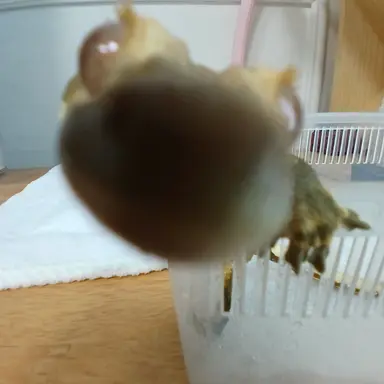 Profile image of 늑대