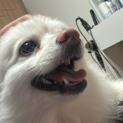 옹순이