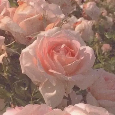 Profile image of 밥풀