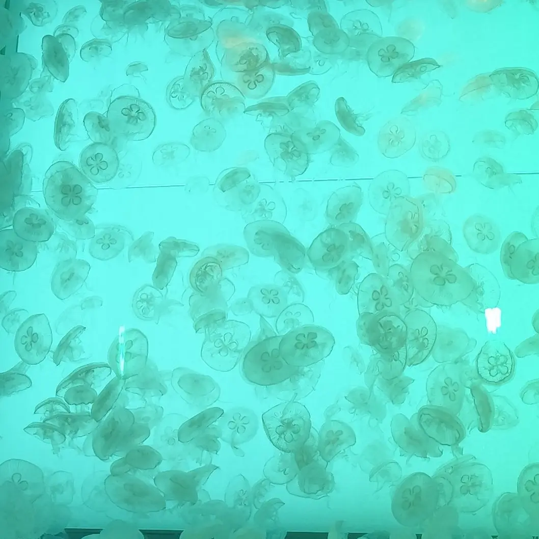 jellyfish.397.의 陰キャのふり