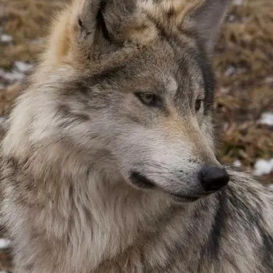 Profile image of 늑대