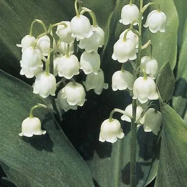 Profile image of 서화