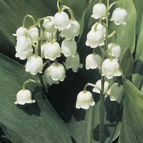 Adenosine의 사랑해 , 범화야.