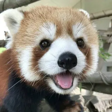 Profile image of 레미