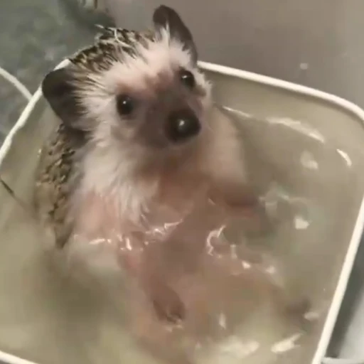해온
